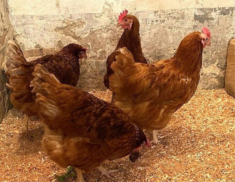 Valletta: Monastery and Secret Garden Entry Ticket - The Garden Retreat: A Peaceful Oasis in Valletta