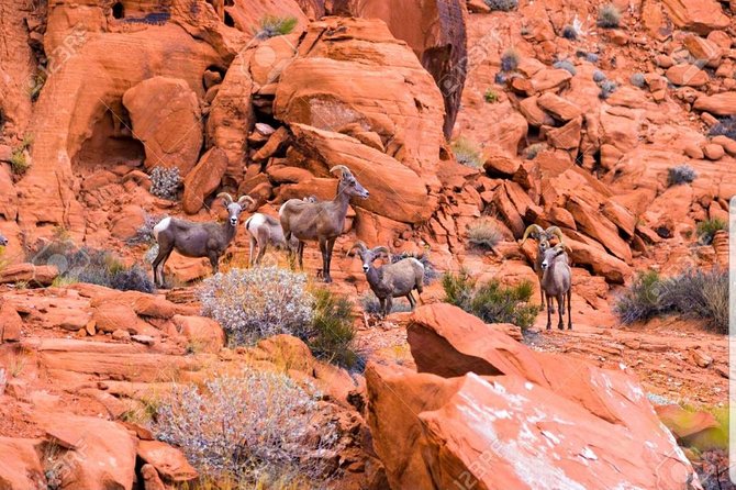 Valley of Fire State Park Day Tour from Las Vegas - Explore Valley of Fire State Park with Ease and Expert Guidance