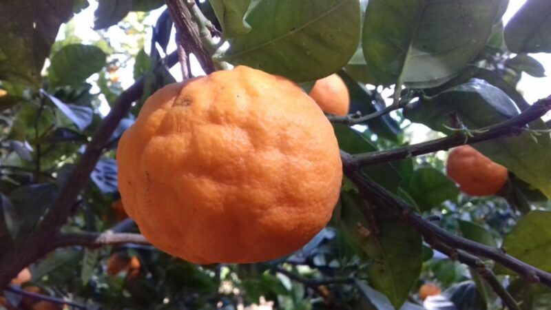 Valley of the Temples: Kolymbethra Garden Entry Ticket - Exploring the Kolymbethra Garden: A Quiet Corner of the Valley of the Temples
