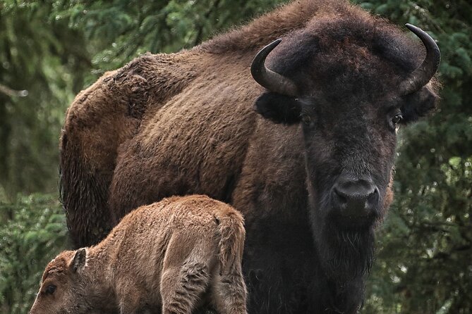 Valley Vista 1.5 Hour Horseback Trail Ride in Kananaskis - The Guides: Knowledgeable and Friendly