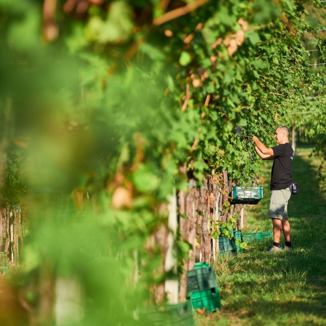 Valpolicella: Amarone Experience with Cantina Visit - The Sum Up: Authentic Taste of Valpolicella in a Private Setting