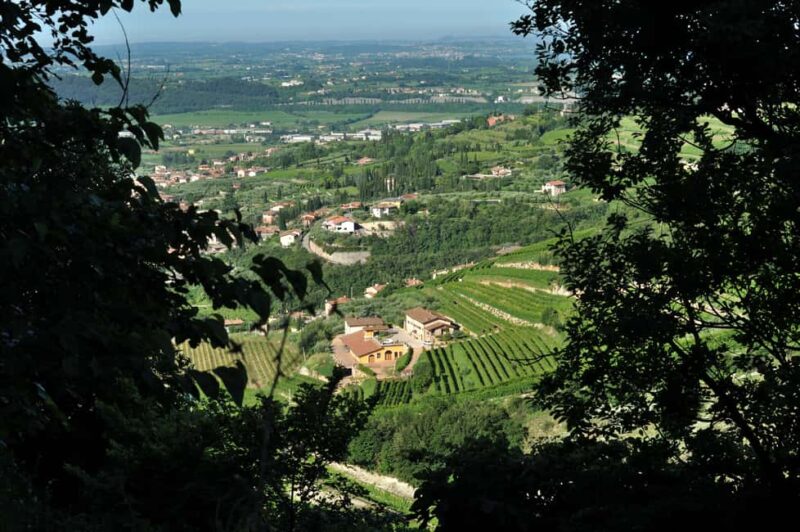 Valpolicella: Guided tour of the winery with tastings - Key Points