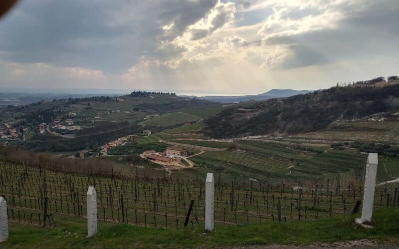 Valpolicella: Guided tour of the winery with tastings - Visiting the Vineyards: The Heart of Valpolicella
