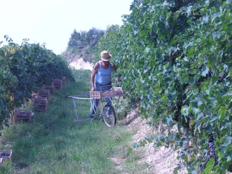 Valpolicella: Guided tour of the winery with tastings - Flexibility with Bookings and Cancellations