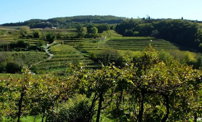 Valpolicella: Winery Tour with Picnic and Wine Tasting - Meeting Point and Practical Details