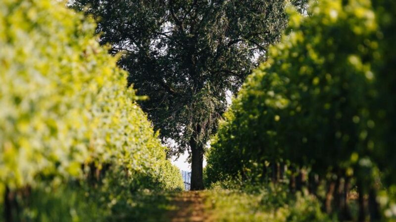 Valpolicella: Winery Tour with Red Wine&Cicchetti tasting - Savoring a Food and Wine Pairing at Enoteca del Bugiardo