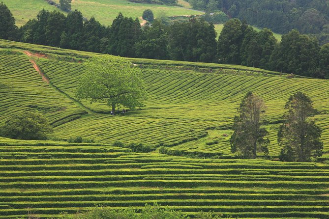 Van Tour Nordeste - Tasting and Learning at Gorreana Tea Plantations
