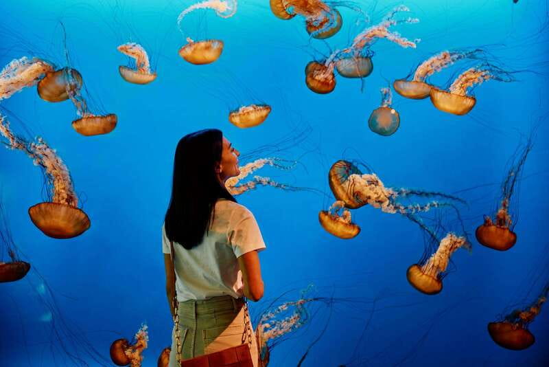 Vancouver: 24 or 48-Hour Hop-On Hop-Off Trolley Tour Pass - Practical Details on Stops and Schedule