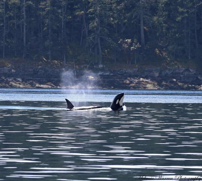 Vancouver, BC: Whale Watching Tour Small Zodiac with Guide - Key Points