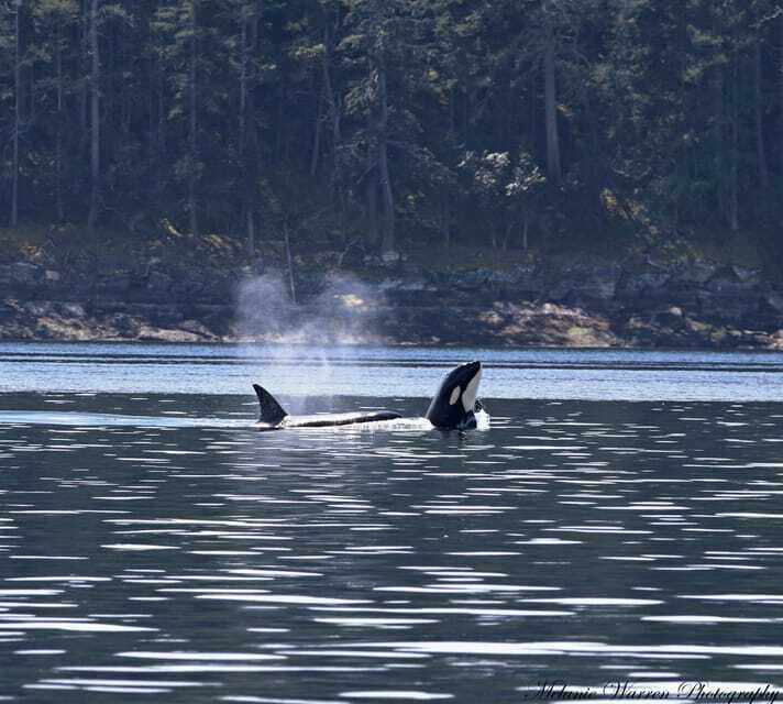Vancouver, BC: Whale Watching Tour Small Zodiac with Guide - From Booking to Onboard: Smooth Logistics