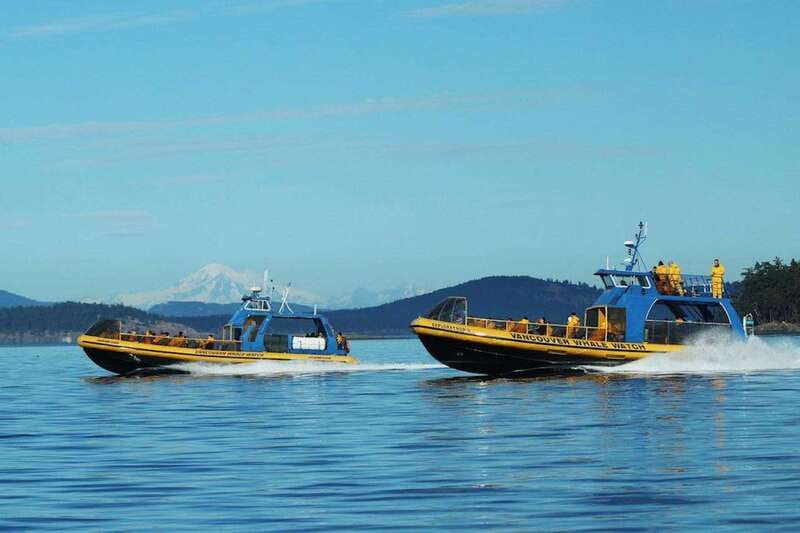 Vancouver, BC: Whale Watching Tour with Guide - How the Tour Combines Comfort with Marine Adventure