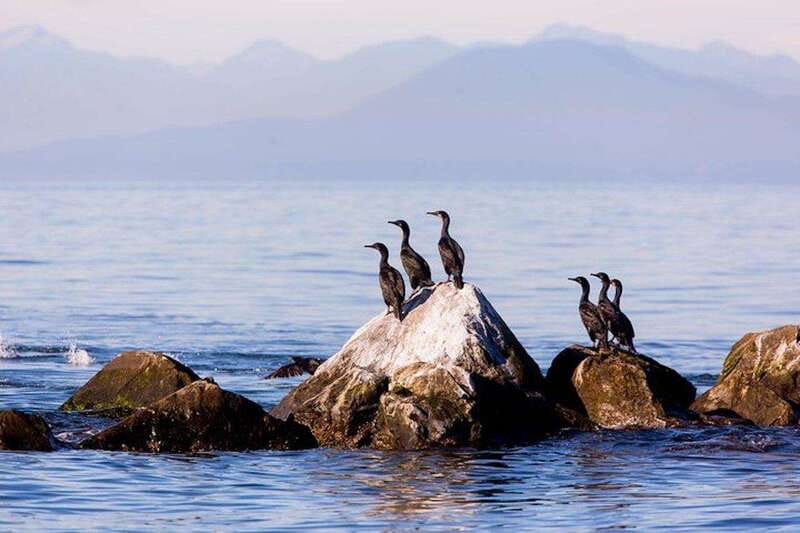 Vancouver, BC: Whale Watching Tour with Guide - Expert Naturalist Guides Lead Your Marine Encounter