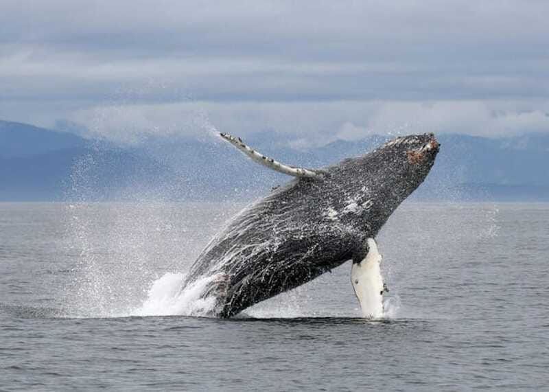 Vancouver, BC: Whale Watching Tour with Guide - The Unique Guarantee and Return Policy