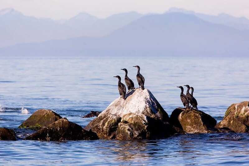 Vancouver, BC: Whale Watching Tour with Guide - Who Will Enjoy This Tour Most?