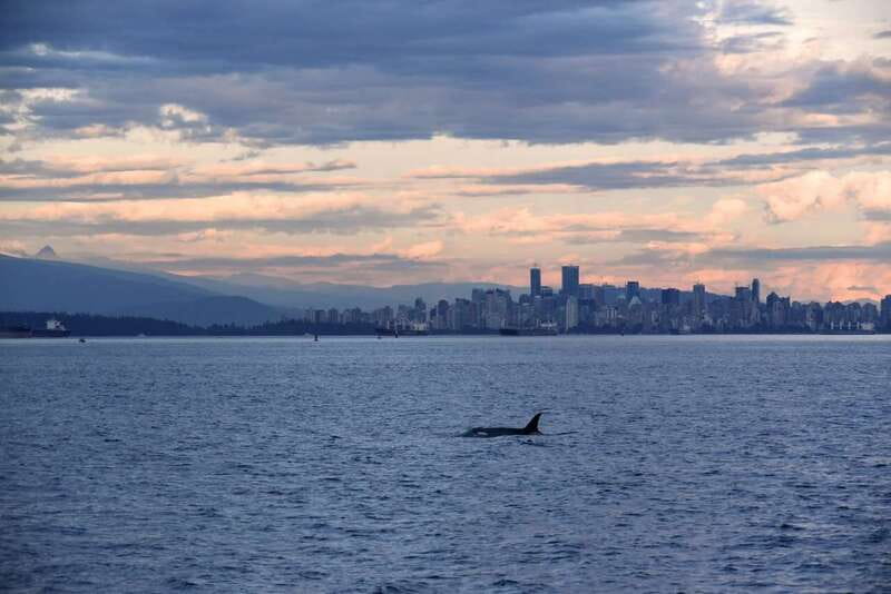 Vancouver: Covered Whale Watching Adventure with Free Photos - Key Points