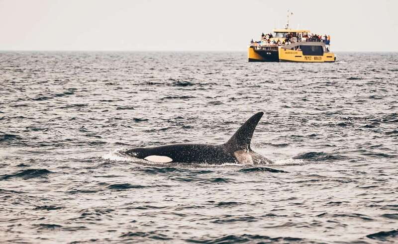 Vancouver: Covered Whale Watching Adventure with Free Photos - Wildlife Spotting and Guaranteed Whale Sightings