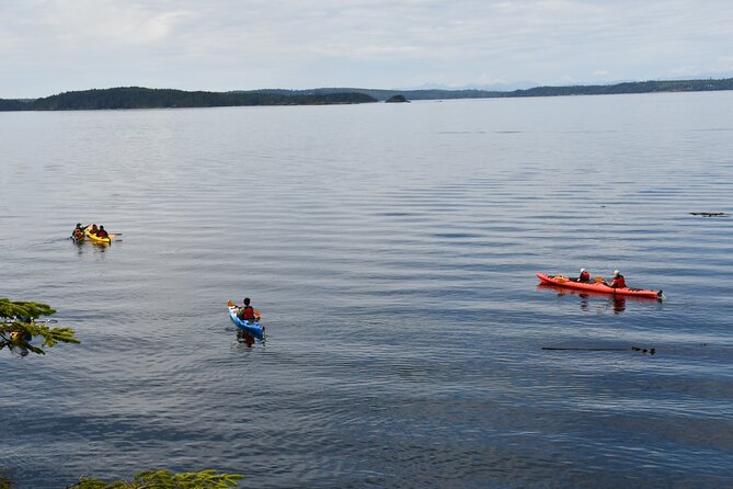 Vancouver Island: 2-Hour Guided Kayak Tour from Telegraph Cove - Key Points