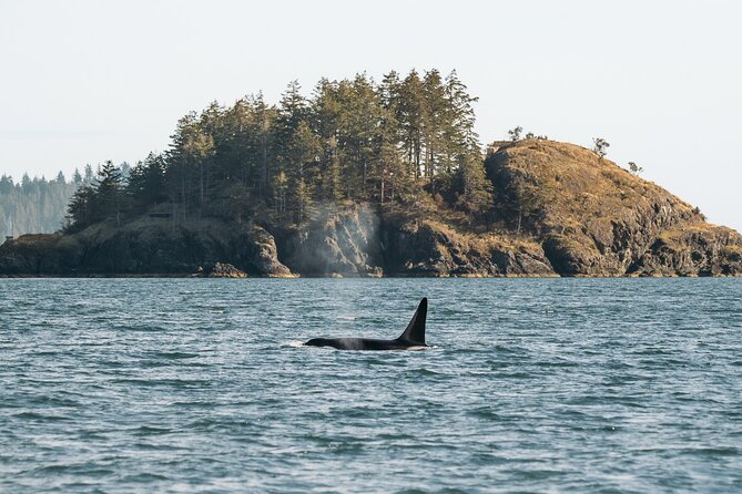 Vancouver Island: 2-Hour Guided Kayak Tour from Telegraph Cove - All-Inclusive Gear and Safety Measures
