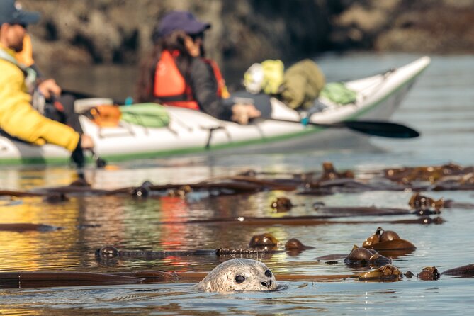 Vancouver Island: 2-Hour Guided Kayak Tour from Telegraph Cove - Booking and Practical Details