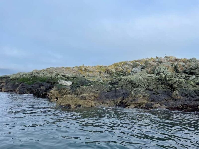Vancouver Island: Marine Ecological Tour with Mer Tales - Marine Ecosystems Explored with a Marine Biologist