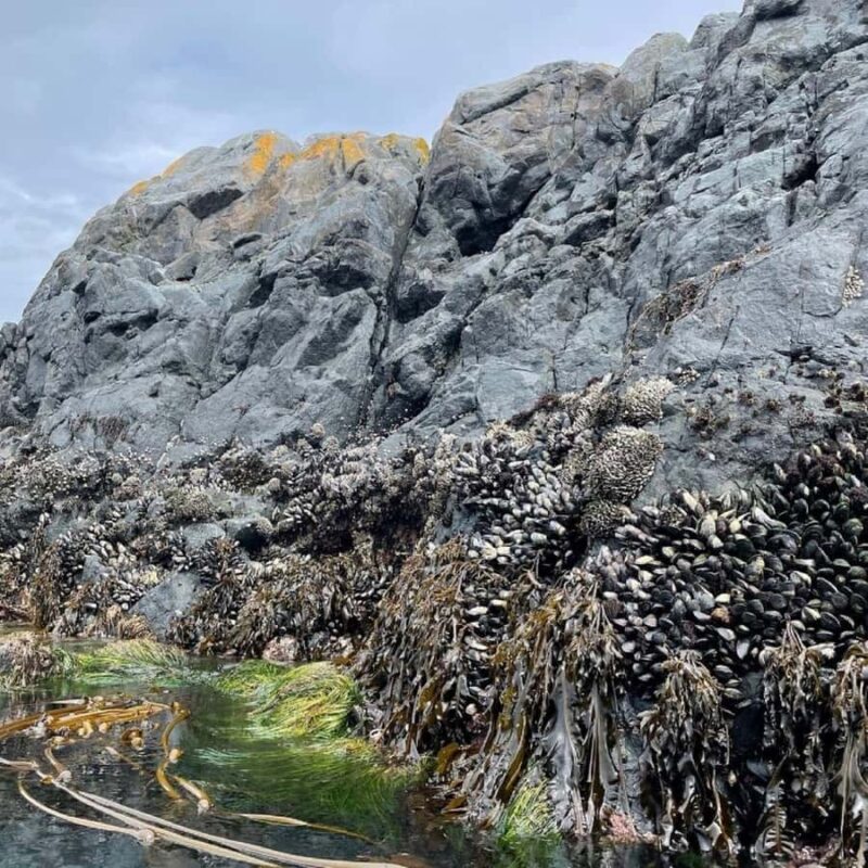 Vancouver Island: Marine Ecological Tour with Mer Tales - Vancouver Island Marine Ecological Tour: Final Thoughts