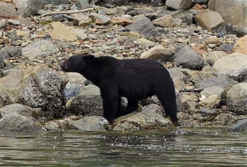 Vancouver Island: Spring Bears and Whales Full-Day Tour - Key Points