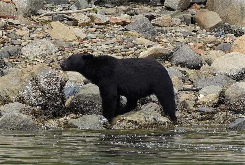 Vancouver Island: Spring Bears and Whales Full-Day Tour - Wildlife Encounters: Bears and Whales in Spring