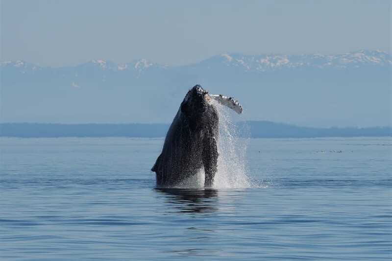 Vancouver Island: Spring Bears and Whales Full-Day Tour - Lunch and In-Tour Amenities