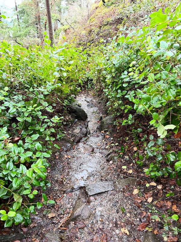 Vancouver: Lighthouse Park Hike - The Guided Experience and Small Group Advantage