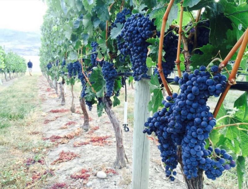 Vancouver: Private Kelowna Wine Country & Bike Tour - Final Dinner in Penticton