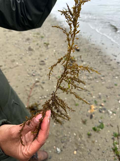 Vancouver: Stanley Park Salish Sea & Me - Why This Tour Offers Genuine Value