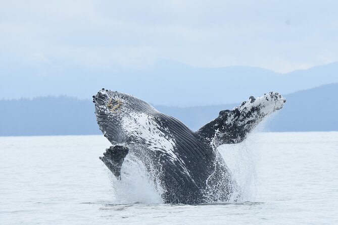 Vancouver's Intimate West Coast Whale Watching Experience - Explore Vancouvers West Coast Marine Life with an Intimate Whale Watching Tour