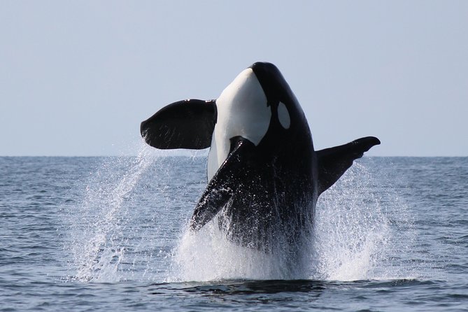 Vancouver's Intimate West Coast Whale Watching Experience - Key Points