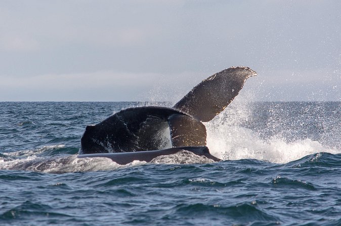 Vancouver's Intimate West Coast Whale Watching Experience - What Marine Life Does the Tour Search For?