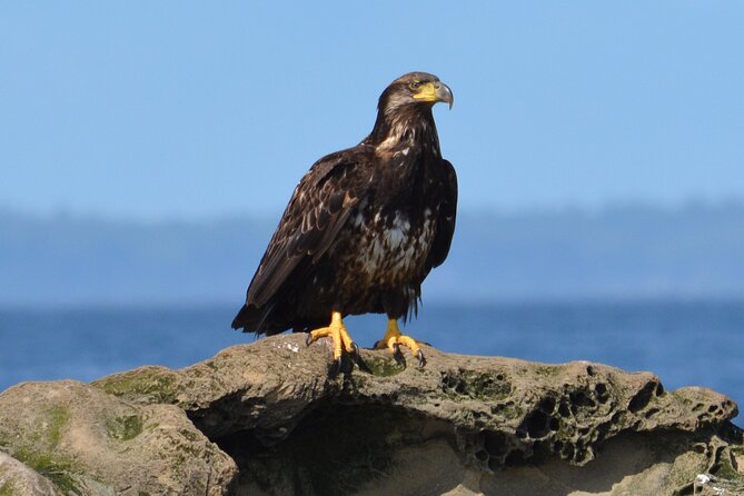 Vancouver's Intimate West Coast Whale Watching Experience - The Guide’s Expertise and Educational Focus
