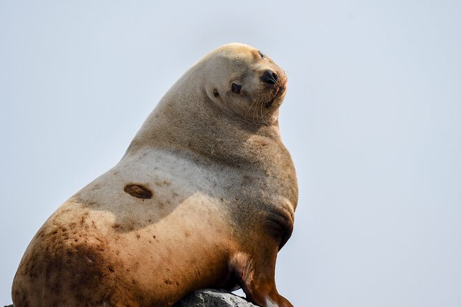 Vancouver's Intimate West Coast Whale Watching Experience - Practical Tips for a Successful Trip