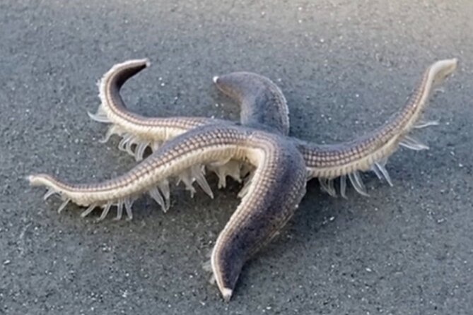 Vanishing Mile Isle Beachcomber Tour - Booking and Cancellation Policies