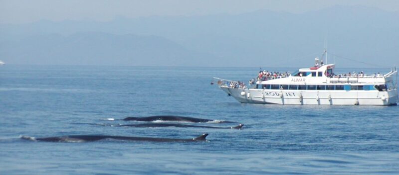 Varazze: Pelagos Sanctuary Guided Cetacean Watching Tour - What the Marine Biology Guides Bring to the Experience