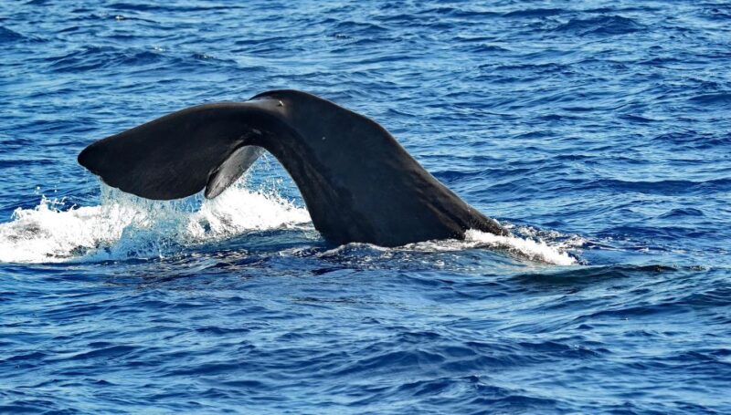 Varazze: Pelagos Sanctuary Guided Cetacean Watching Tour - The Experience of the Marine Biologist Guides