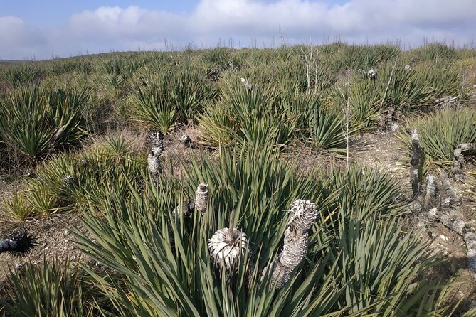 Vashlovani National Park Day Trip from Tbilisi - Wildlife Spotting and Birdwatching Opportunities
