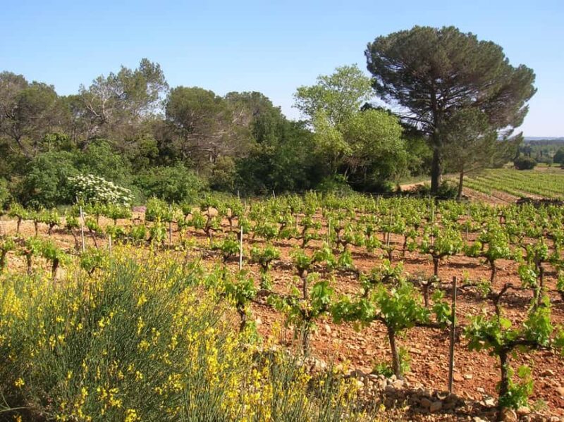 Vaucluse - Tasting & tour at Château Saint Estève: La Verticale - What’s Included in the Experience