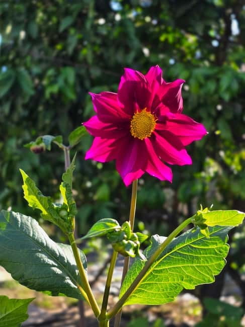 Vegetarian Albanian Food Tour in a Local Garden  Shkodër - Key Points