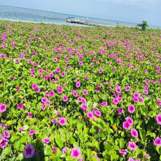 Veracruz: Snorkeling Adventure at Isla de En Medio - Relaxation and Photography with the Island as a Backdrop