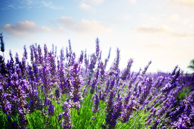 Verdon Canyon and its Lake Full Day Tour - Who Will Appreciate This Tour?