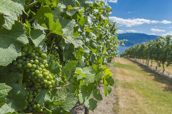 Vernon Private Wine & Boat Tour on Okanagan Lake - Visiting Ancient Hill Estate Winery: European Style and Handcrafted Reds