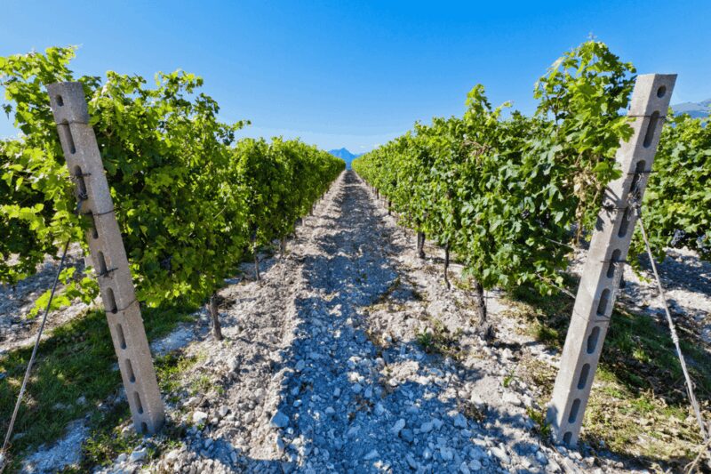 Verona: A family tasting in the heart of Valpolicella - The Authentic Atmosphere of a Family Business