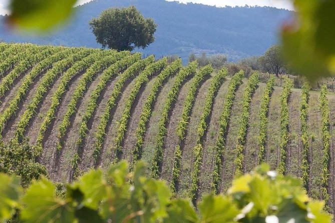 Vespa Tour in Chianti Small Group from Florence - Exploring Monteriggionis Medieval Charm