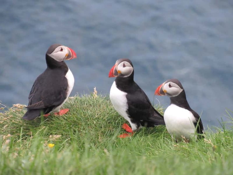 Vestmannaeyjar: Puffin, Island, and Volcano Boat Tour - Viewing the New Lava from the 1973 Eruption