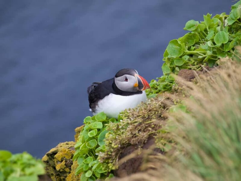Vestmannaeyjar: Puffins and Pirates ATV Tour - Why Choose This ATV Tour in Vestmannaeyjar?
