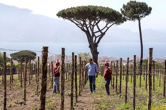 Vesuvio Gran cono + Wine Tasting & Lunch + Transfer from Naples - Key Points
